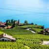 Vistes de vinyes de Montreux