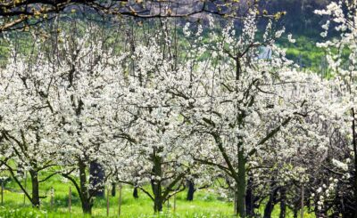 La florida dels cirerers a la Vall del Jerte