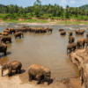 Orfanat d'elefants Pinnawala a Sri Lanka