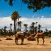 Un oasis solejat al Marroc