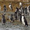 Pingüinos en la tierra