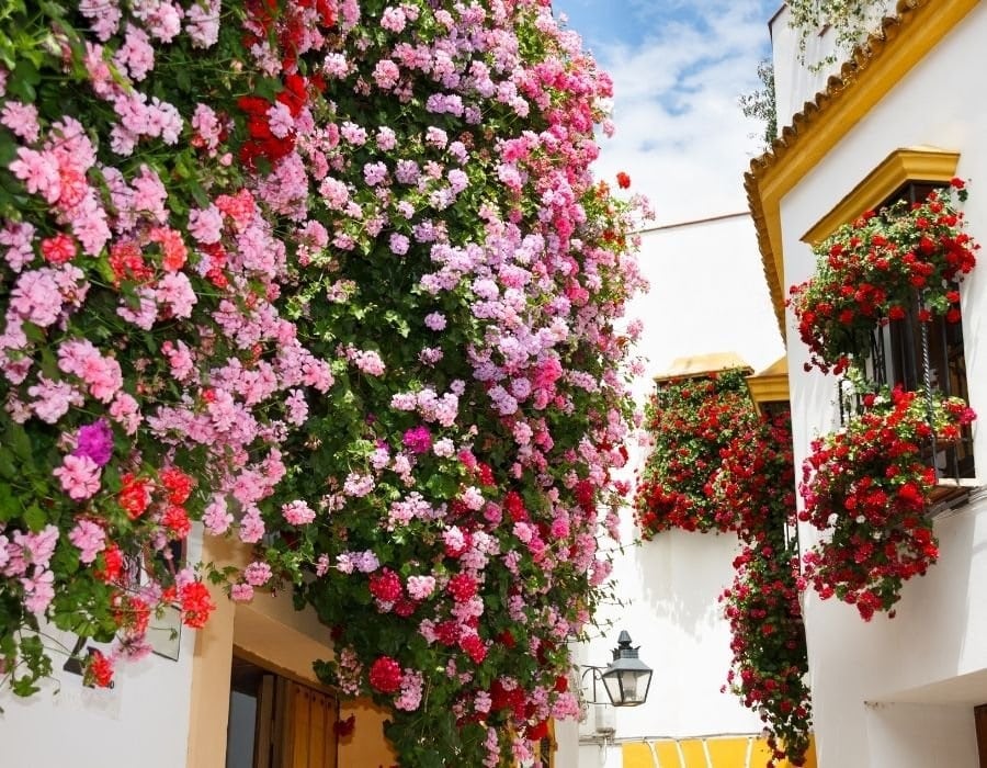 Patios de Córdova