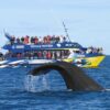 Embarcació per veure balenas a Kaikoura