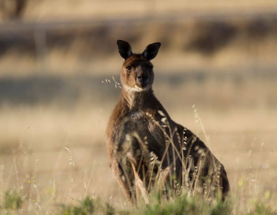 Canguros en Australia