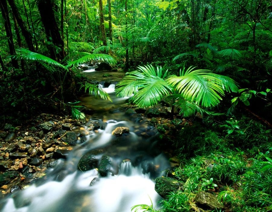 Daintree Forest