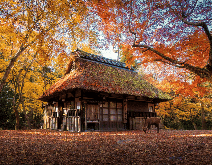 Nara, japó