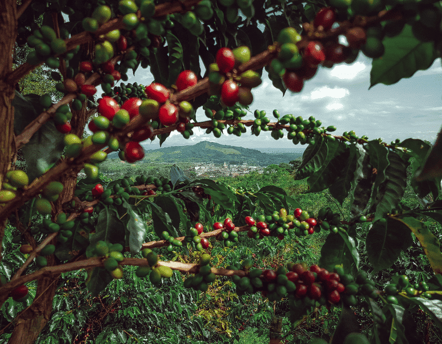 Eje Cafetero, Colombia