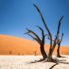 Paisaje de Deadvlei, en Namibia