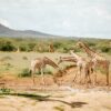 Girafes en safari per Namíbia