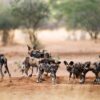 Hienes vistes al safari de Namíbia