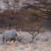 Rinocerons del desert