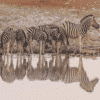 Zebres en safari a Namíbia