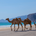 Oman