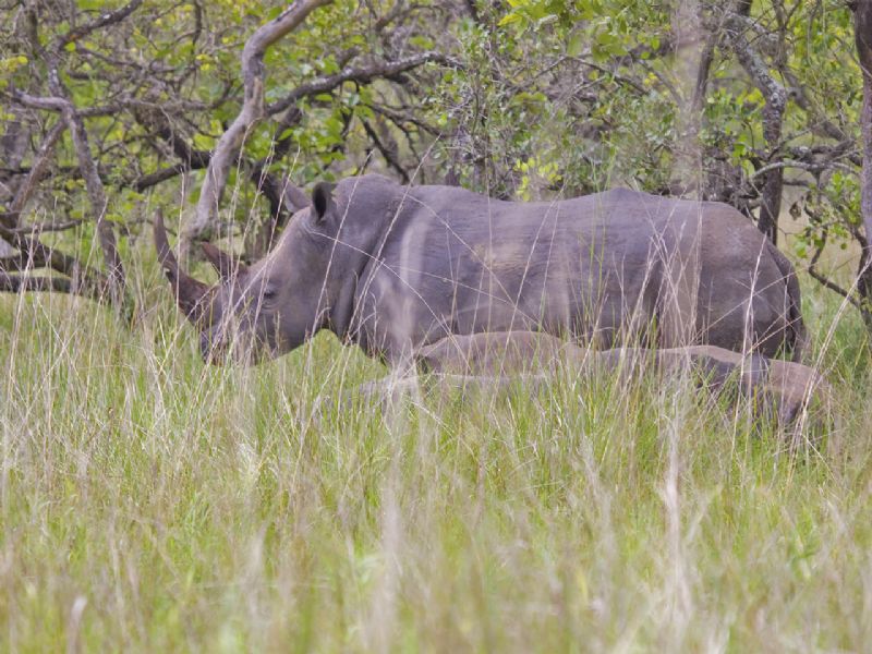 La imponente fauna y flora de Uganda