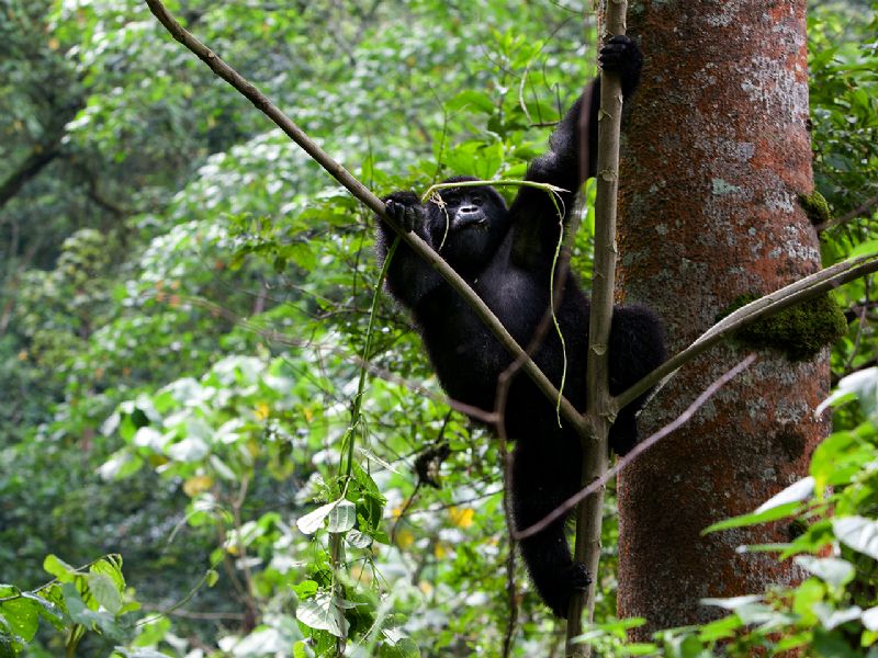 La imponente flora y fauna de Uganda