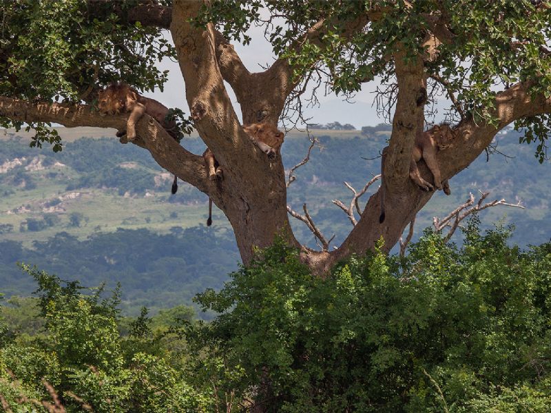 La imponente flora y fauna de Uganda