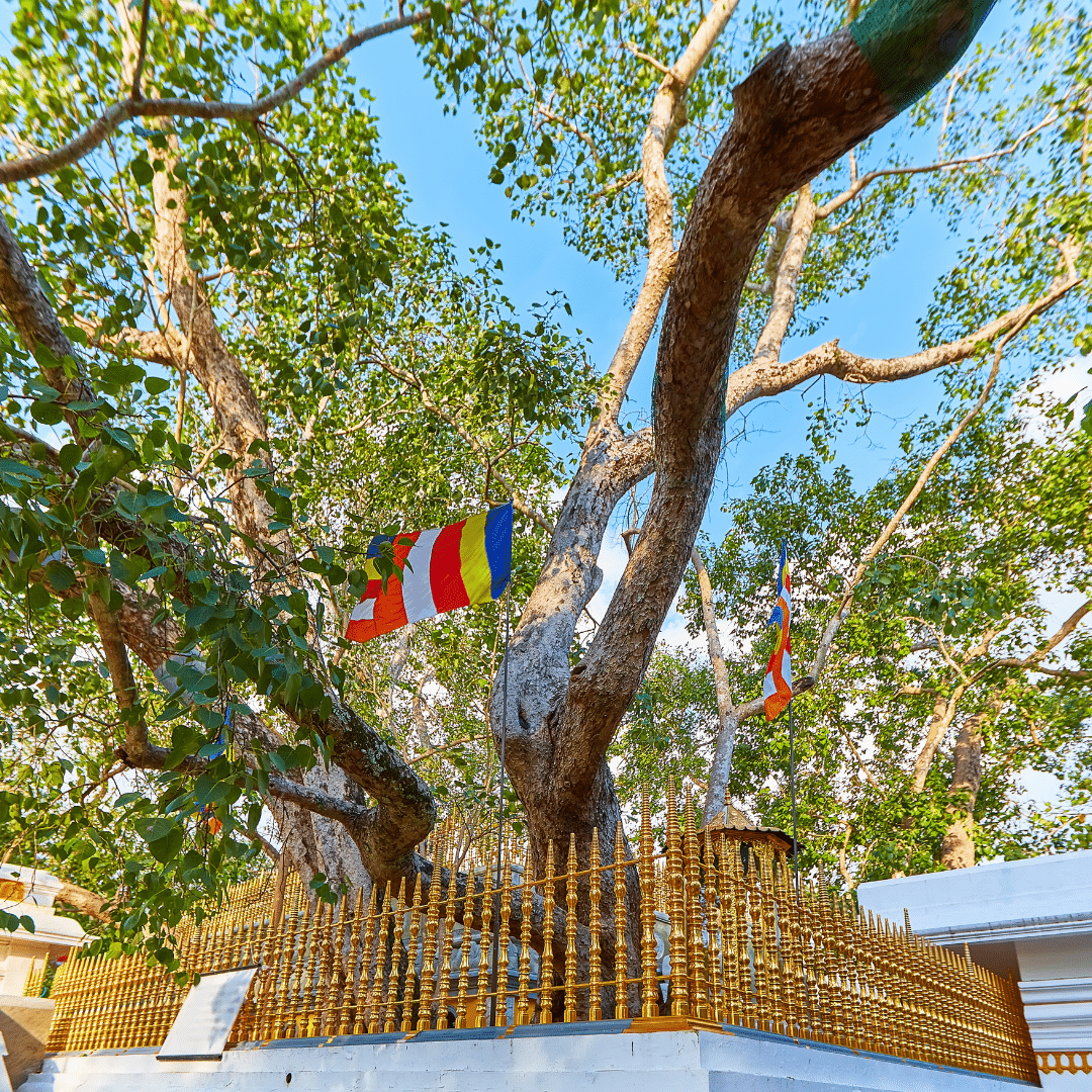sri lanka