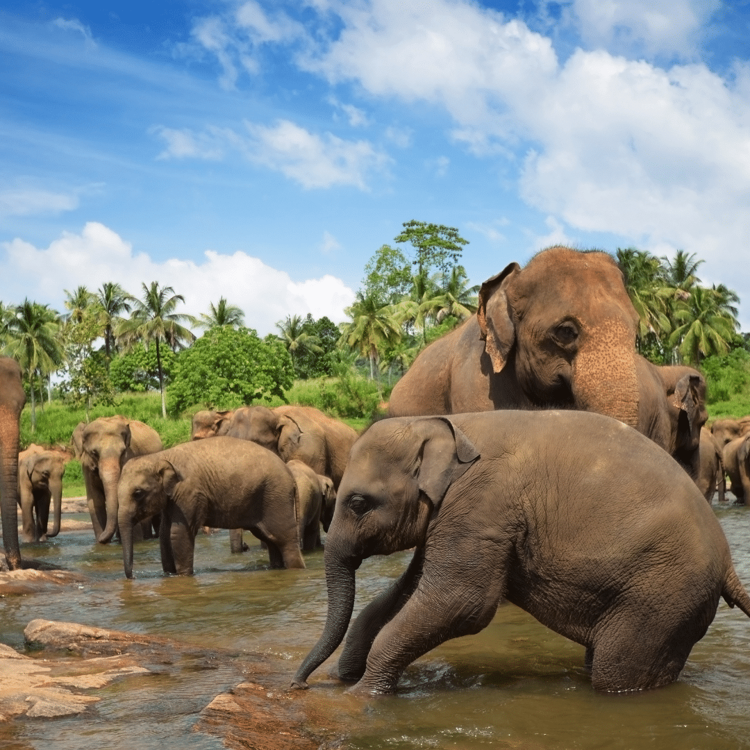 Sri Lanka