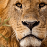 Safari por Kenia