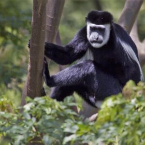 Ximpanzé blanc i negre