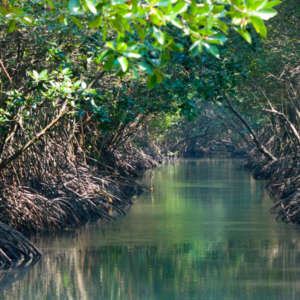 Bosc de manglars