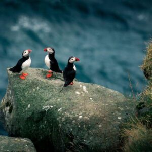 Frailecillos, pinguins de les Illes Feroe