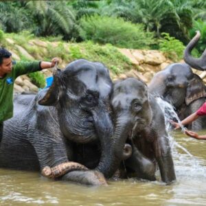 Bany d'elefants al riu Kaveri