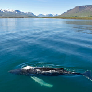 avistament balenes akureyri