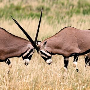 Vida salvaje de los antilopes en Namibia