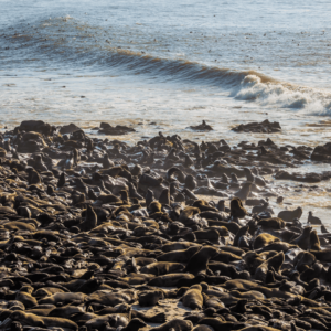 Leones marinos de Cape Cross, Namibia