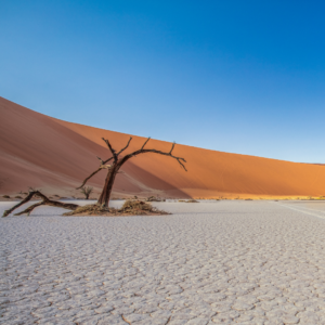 Paisatge del Deadvlei de Namíbia