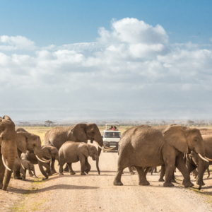 Manada d'elefants de Namíbia
