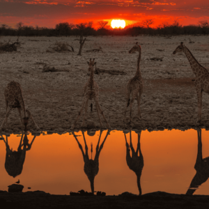 Puesta de sol con jirafas en Namibia