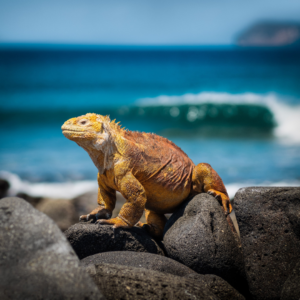 Iguana de les Illes Galàpagos