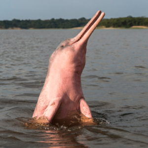 Delfin rosa